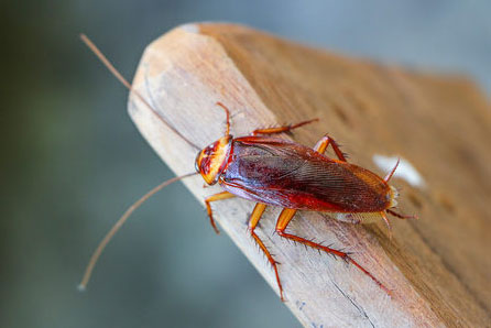 cockroach extermination