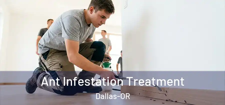  Ant Infestation Treatment Dallas-OR