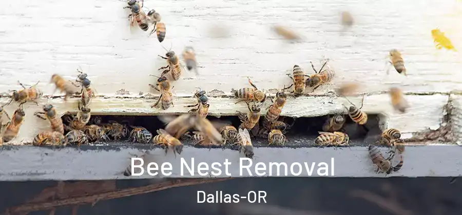  Bee Nest Removal Dallas-OR
