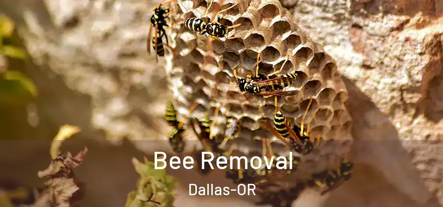 Bee Removal Dallas-OR