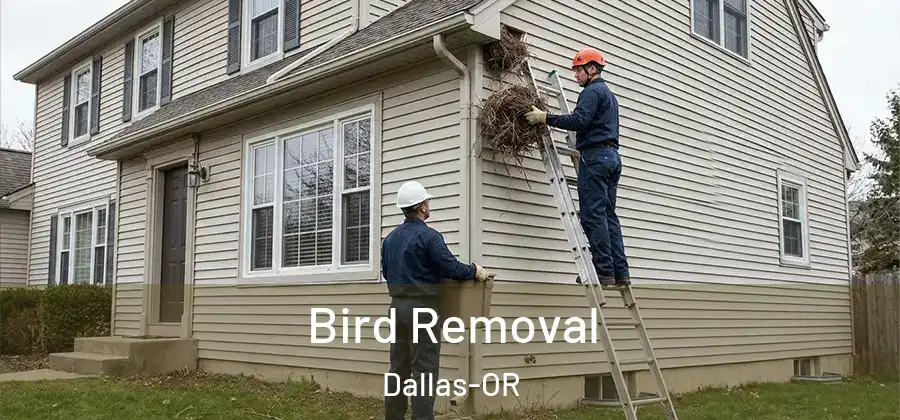 Bird Removal Dallas-OR