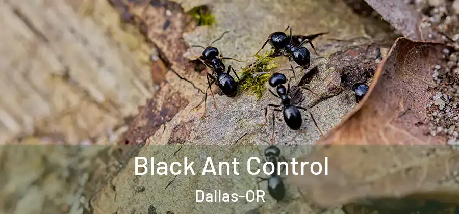 Black Ant Control Dallas-OR