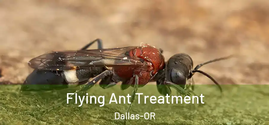  Flying Ant Treatment Dallas-OR