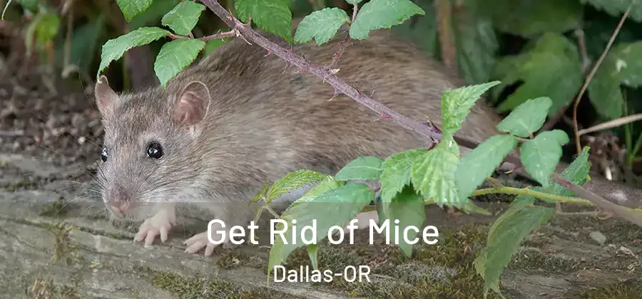 Get Rid of Mice Dallas-OR