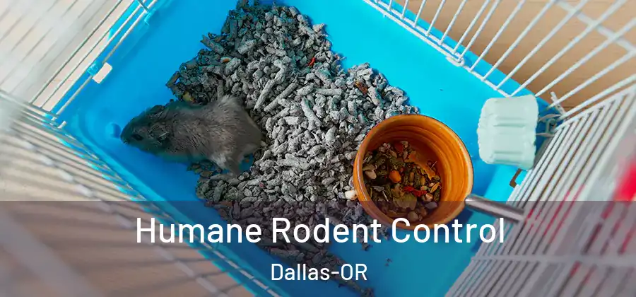 Humane Rodent Control Dallas-OR