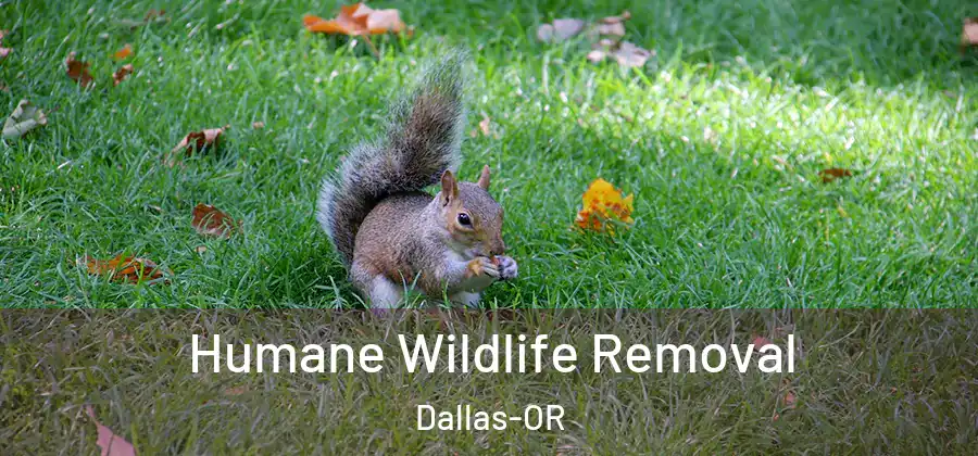  Humane Wildlife Removal Dallas-OR
