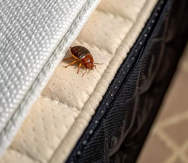 Bed Bug Exterminator Experts You Can Trust in Dallas, OR