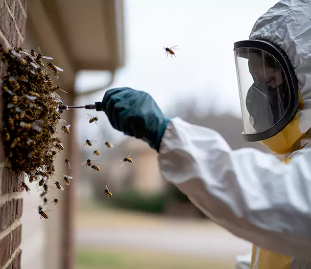 Your Bee Removal Company in Dallas, OR