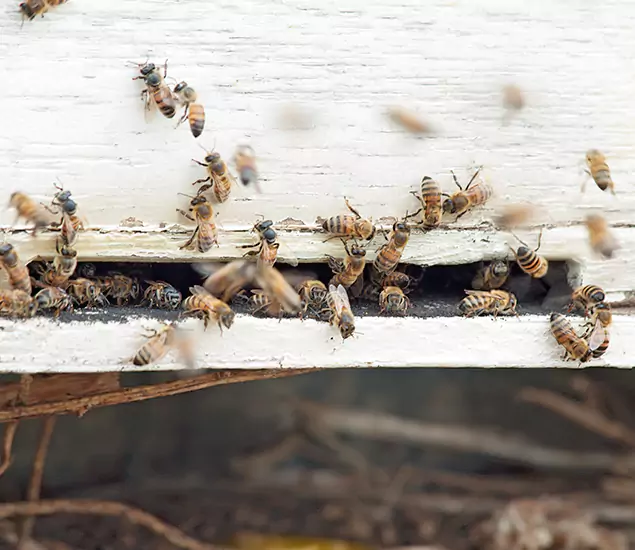 Trusted Termite Exterminator Experts You Can Rely On in Dallas, OR
