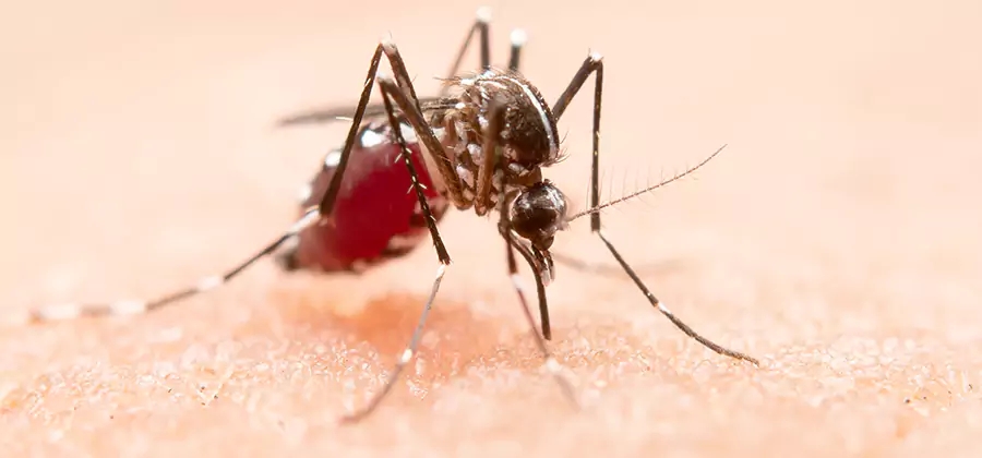 Pond Mosquito Control and Water Treatment in Dallas