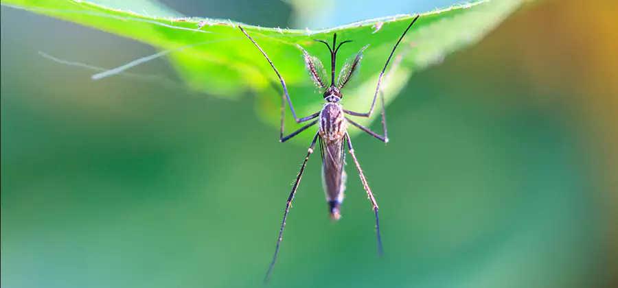 Home Defense Insect Killer in Dallas