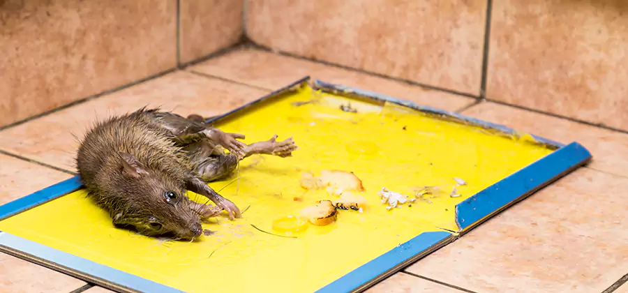 Mouse and Rat Control in Dallas
