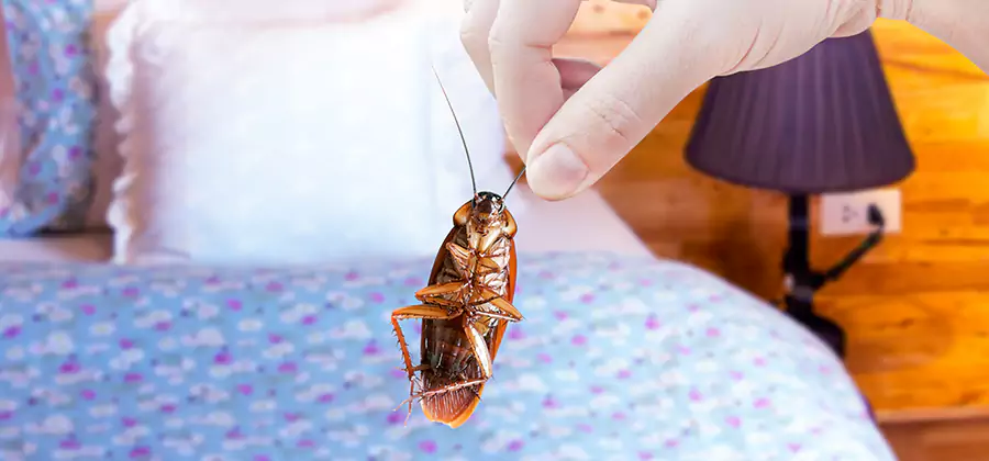 Bed Bug Inspection in Dallas