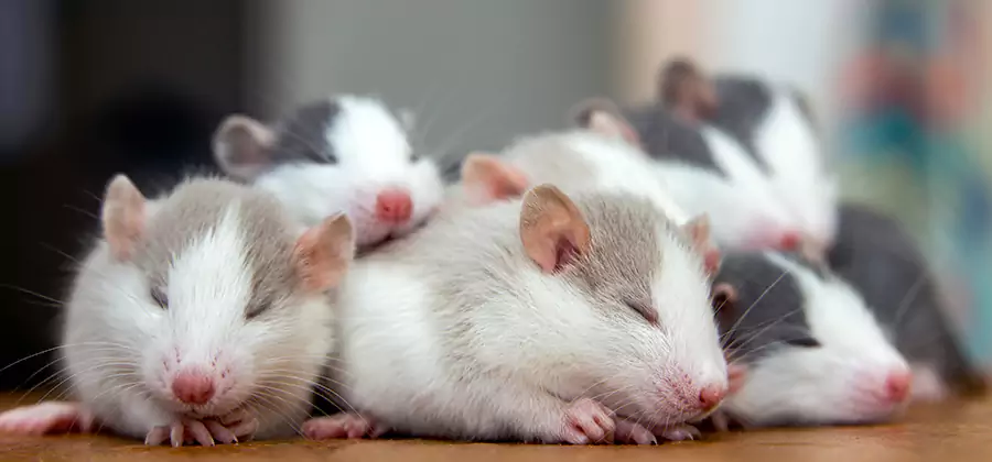 Rat Infestation Exclusion Service in Dallas