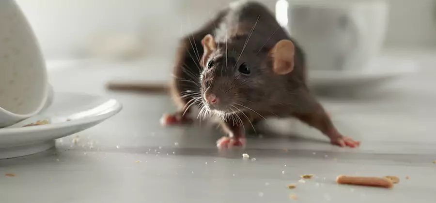 Attic Rat Exclusion Service in Dallas