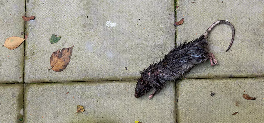 Rodent inspection service in Dallas