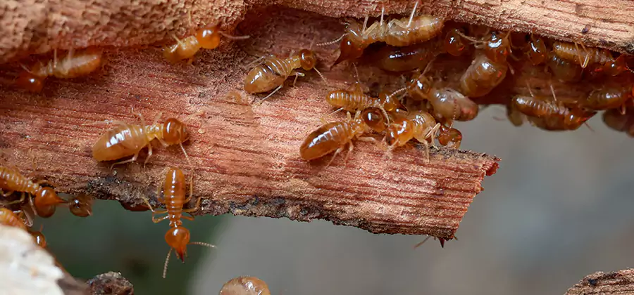 Perimeter Soil Termite Treatment in Dallas