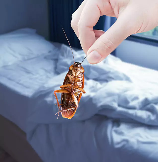 Why Choose Rapid Pest Control Dallas for Bed Bug Extermination in Dallas, OR?