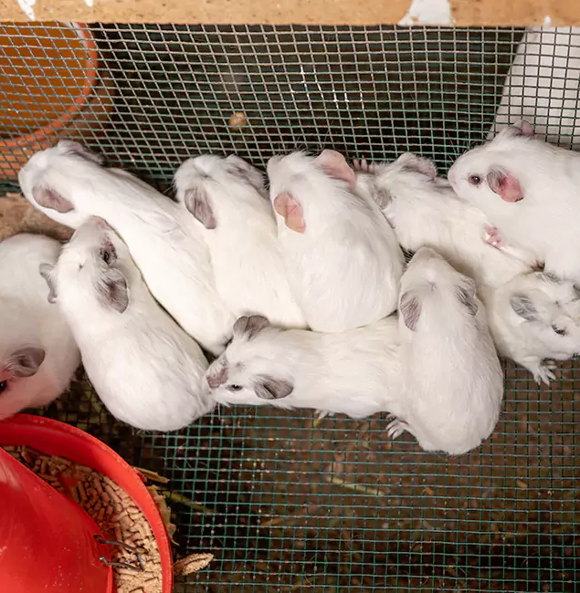 Why Rapid Pest Control Dallas Is the Trusted Choice in Dallas, OR?