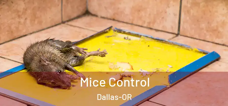 Mice Control Dallas-OR