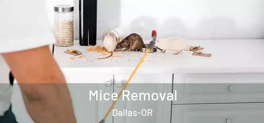 Mice Removal Dallas-OR