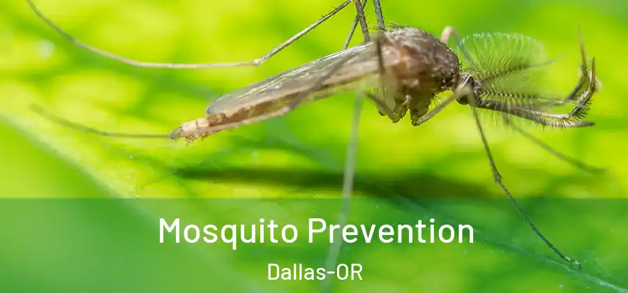  Mosquito Prevention Dallas-OR