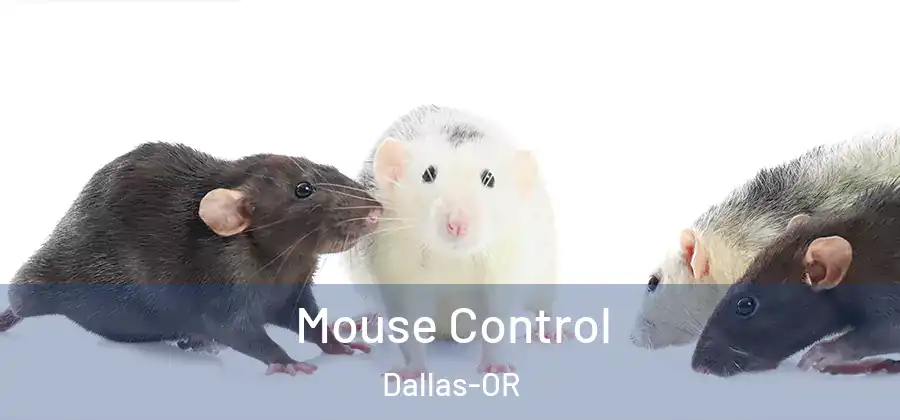 Mouse Control Dallas-OR