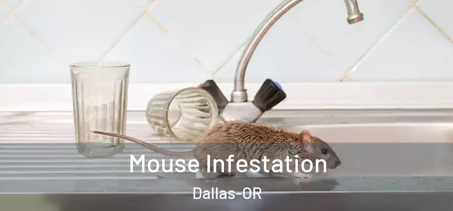Mouse Infestation Dallas-OR