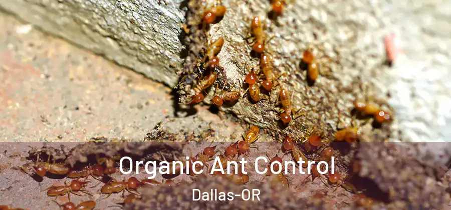  Organic Ant Control Dallas-OR