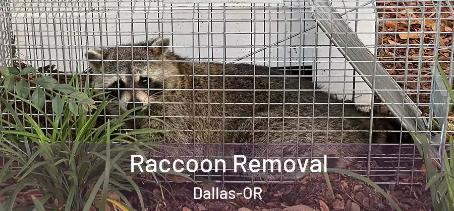  Raccoon Removal Dallas-OR