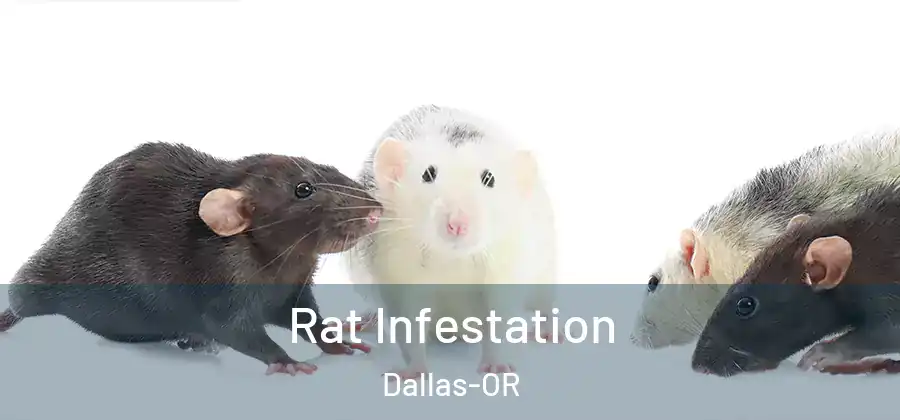Rat Infestation Dallas-OR