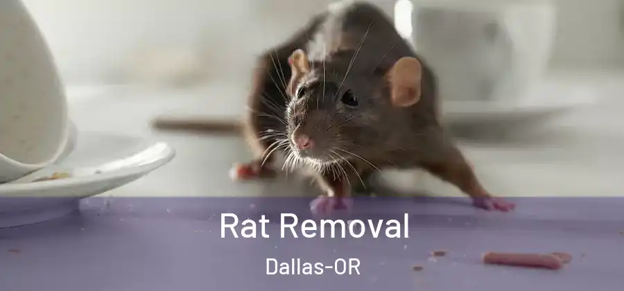 Rat Removal Dallas-OR