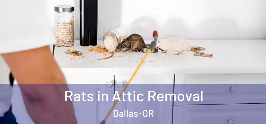  Rats in Attic Removal Dallas-OR