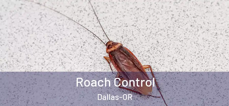 Roach Control Dallas-OR