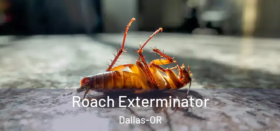 Roach Exterminator Dallas-OR