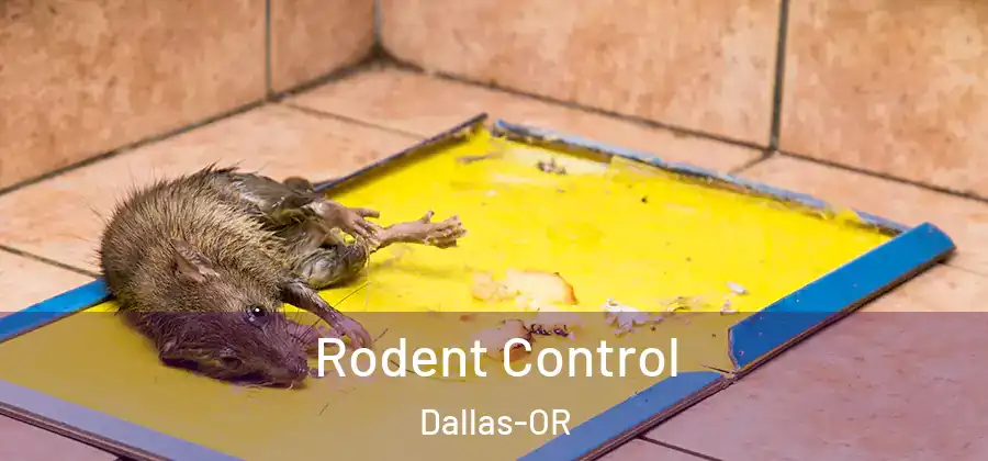 Rodent Control Dallas-OR