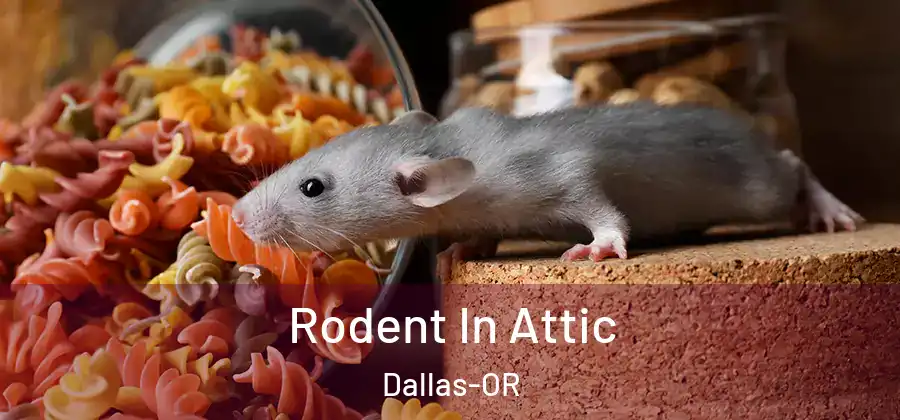 Rodent In Attic Dallas-OR