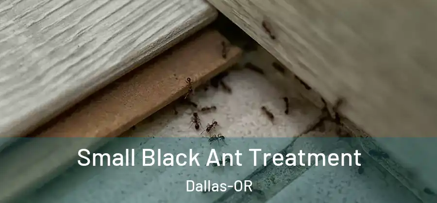  Small Black Ant Treatment Dallas-OR