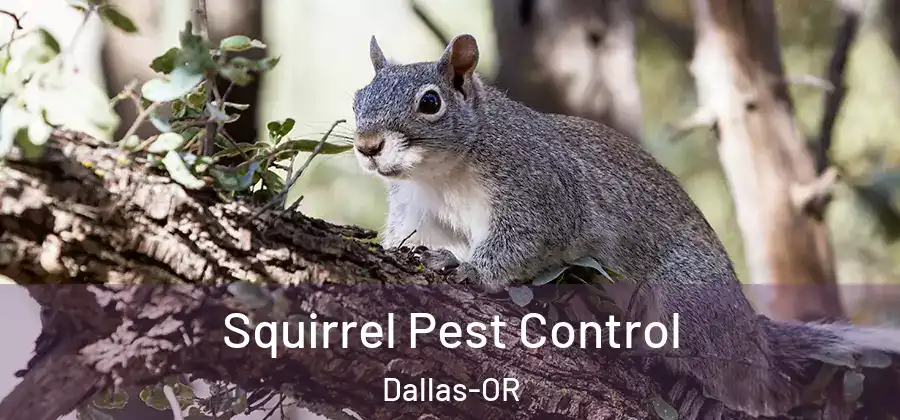 Squirrel Pest Control Dallas-OR
