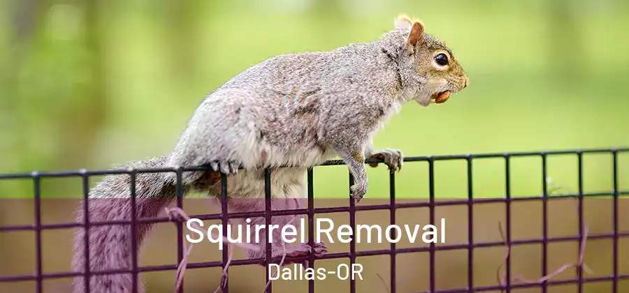 Squirrel Removal Dallas-OR