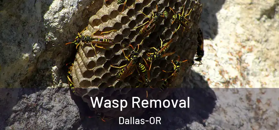 Wasp Removal Dallas-OR