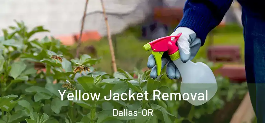 Yellow Jacket Removal Dallas-OR